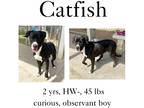 Adopt Catfish a Mixed Breed (Medium) / Mixed dog in Albany, GA (39490865)