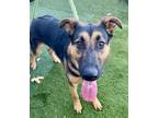 Adopt Jethro a Black - with Tan, Yellow or Fawn Shepherd (Unknown Type) / Mixed