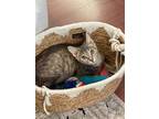 Adopt Sylvie a Tortoiseshell Domestic Shorthair (short coat) cat in Yuba City