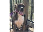Adopt Vivi a Brindle - with White Shepherd (Unknown Type) / Boxer / Mixed dog in