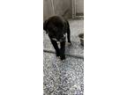 Adopt Grace a Black Labrador Retriever dog in Whiteville, NC (39489422)