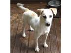 Adopt Christian a White - with Tan, Yellow or Fawn Shepherd (Unknown Type) /