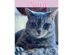 Adopt Nora a Gray, Blue or Silver Tabby Domestic Shorthair (short coat) cat in