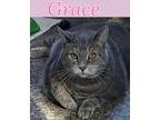 Adopt Grace a Gray, Blue or Silver Tabby Domestic Shorthair (short coat) cat in