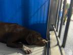 Adopt Maya a Black Mixed Breed (Medium) dog in Whiteville, NC (39488010)