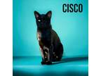 Adopt Cisco a Domestic Shorthair / Mixed (short coat) cat in Nashville