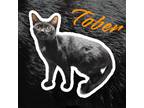 Adopt Tober a Domestic Shorthair / Mixed (short coat) cat in Nashville