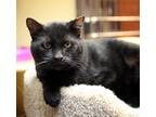 Adopt Stubbs a Domestic Shorthair cat in Fairfax Station, VA (39487749)