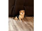 Adopt Alfie a Pomeranian dog in Fairfax Station, VA (38070269)