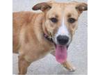 Adopt Sandy a Tan/Yellow/Fawn Shepherd (Unknown Type) / Husky / Mixed dog in