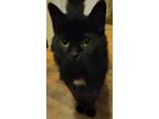 Adopt Hilary (Hilly) a Black (Mostly) American Shorthair (short coat) cat in