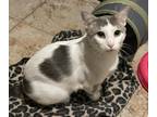 Adopt Pongo a White (Mostly) Domestic Shorthair (short coat) cat in