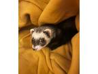 Adopt Georgie a Brown or Chocolate Ferret small animal in Acworth, GA (39070359)