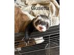 Adopt Gusetta a Brown or Chocolate Ferret small animal in Acworth, GA (39131902)