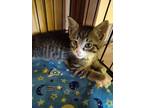 Adopt Mitt a Brown Tabby Domestic Shorthair (short coat) cat in blairsville