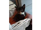 Adopt Domino a Black & White or Tuxedo Domestic Shorthair (short coat) cat in