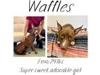 Adopt Waffles a Mixed Breed (Medium) / Mixed dog in Albany, GA (39484255)