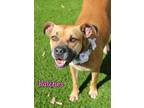 Adopt Patches a Brindle Mixed Breed (Small) / Mixed Breed (Medium) / Mixed