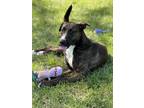 Adopt Darla a Brindle Catahoula Leopard Dog / Mixed Breed (Medium) / Mixed