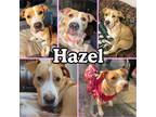 Adopt Hazel a Tan/Yellow/Fawn - with White Pit Bull Terrier / Mixed dog in