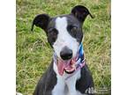 Adopt Missie a Black - with White Greyhound / Mixed dog in Swanzey