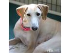 Adopt Rachel a White Greyhound / Saluki / Mixed dog in Swanzey, NH (26350078)