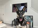Adopt Arya a Black - with White Husky / Terrier (Unknown Type