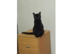 Adopt Gabby a All Black American Shorthair / Mixed (short coat) cat in