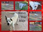 Adopt Scout a White Husky / Mixed Breed (Large) / Mixed dog in Madison