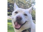 Adopt Aleck (S. Korea) hz a White Jindo dog in Langley, BC (39482326)