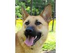 Adopt KAILA (S. Korea) hz a Brown/Chocolate Jindo / German Shepherd Dog dog in