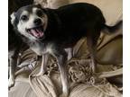 Adopt Bruno a Black - with White Miniature Pinscher / Mixed dog in Monrovia