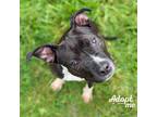 Adopt Onyx a Black - with White Pit Bull Terrier / Terrier (Unknown Type
