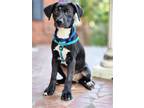 Adopt Mokie a Black - with White Labrador Retriever / Mixed dog in Branford