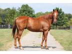Adopt Visibility a Chestnut/Sorrel Thoroughbred horse in Nicholasville