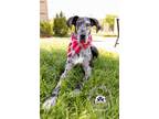 Adopt Poppy a Gray/Silver/Salt & Pepper - with Black Great Dane / Mixed dog in