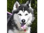 Adopt BARBIE a Black Alaskan Malamute / Mixed Breed (Medium) / Mixed (short