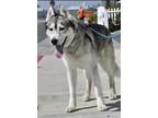 Adopt DAKOTA a White Husky / Mixed Breed (Medium) / Mixed (short coat) dog in