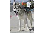 Adopt DAKOTA a White Husky / Mixed dog in Huntington Beach, CA (39455069)