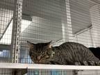 Adopt Tyler a Brown Tabby Domestic Shorthair (short coat) cat in Pottsville