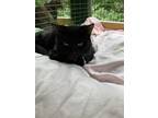 Adopt Emma a Black (Mostly) Domestic Shorthair (short coat) cat in Pottsville