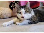 Adopt Disney - FIV+ Adoption Center a Brown Tabby Domestic Shorthair (short