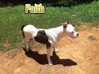 Adopt Faith a Mixed Breed (Medium) / Mixed dog in St Augustine, FL (39478699)