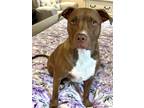 Adopt Charlie a Brown/Chocolate - with White Pit Bull Terrier / Mixed dog in