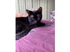 Adopt Colton a All Black Domestic Shorthair (short coat) cat in Pottsville