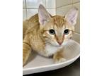Adopt Puc a Orange or Red Domestic Shorthair / Domestic Shorthair / Mixed cat in