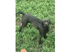 Adopt Buddy a Black Labrador Retriever / Mixed dog in Harris, MO (39476759)