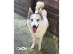 Adopt ChiChi a White - with Gray or Silver Borzoi / Husky / Mixed dog in Durham