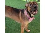 Adopt Cinamon a Brown/Chocolate - with Tan Shar Pei / Jindo / Mixed dog in