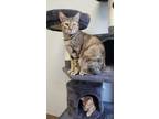 Adopt Ellie a Tan or Fawn Tabby Tabby (short coat) cat in Dallas, TX (39476391)